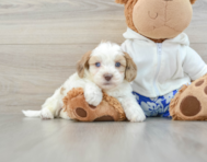 7 week old Shih Poo Puppy For Sale - Lone Star Pups