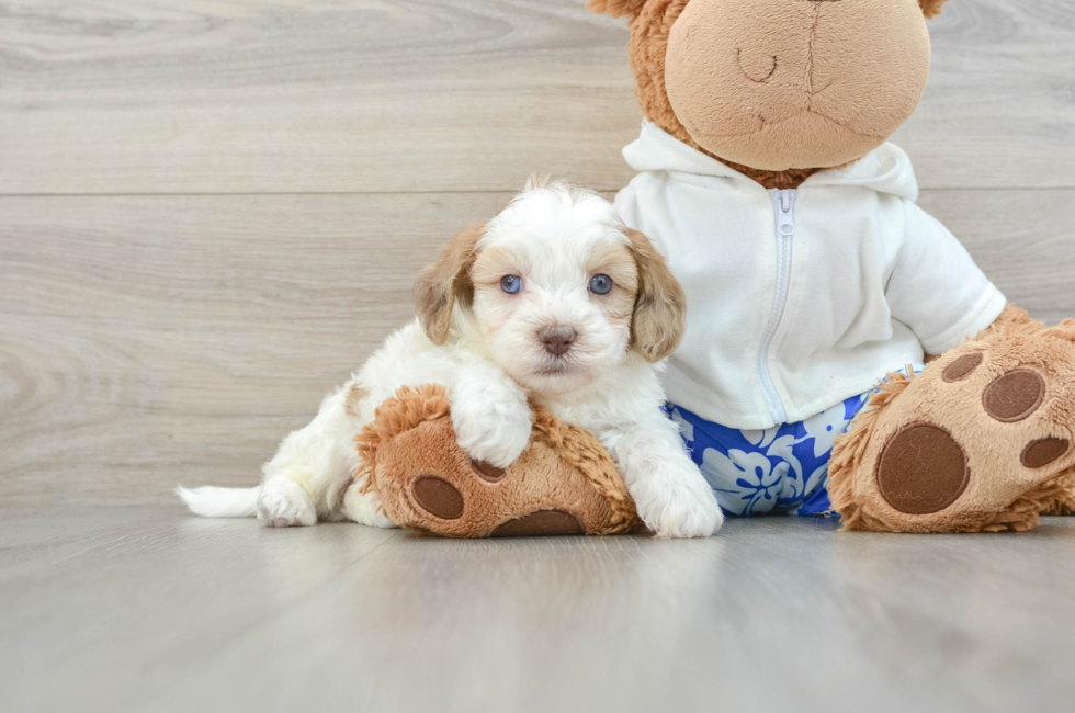 6 week old Shih Poo Puppy For Sale - Lone Star Pups