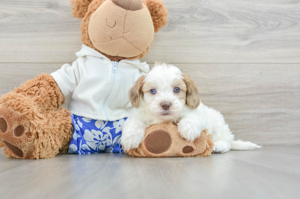 Sweet Shih Poo Baby