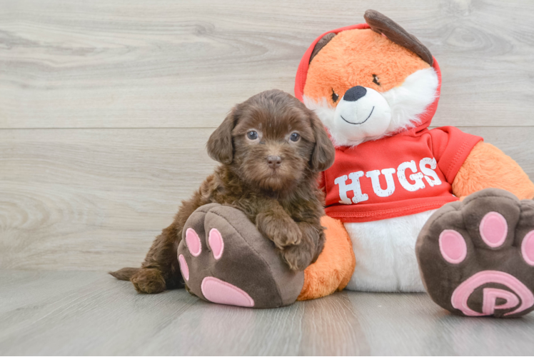 Fluffy Shih Poo Poodle Mix Pup