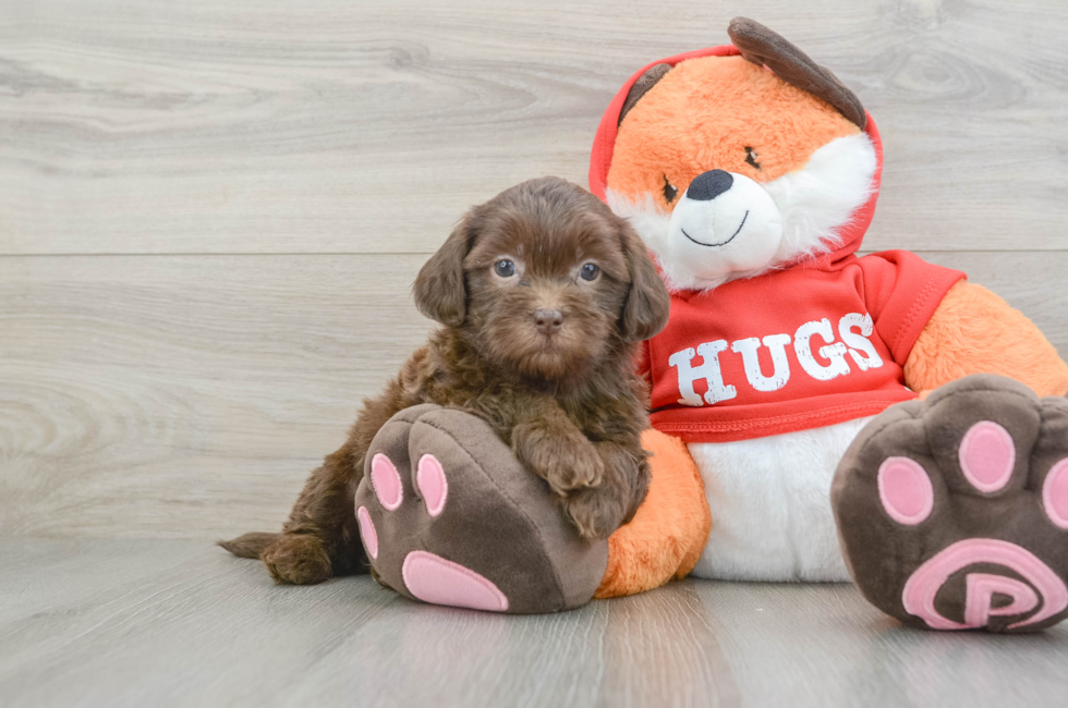 6 week old Shih Poo Puppy For Sale - Lone Star Pups