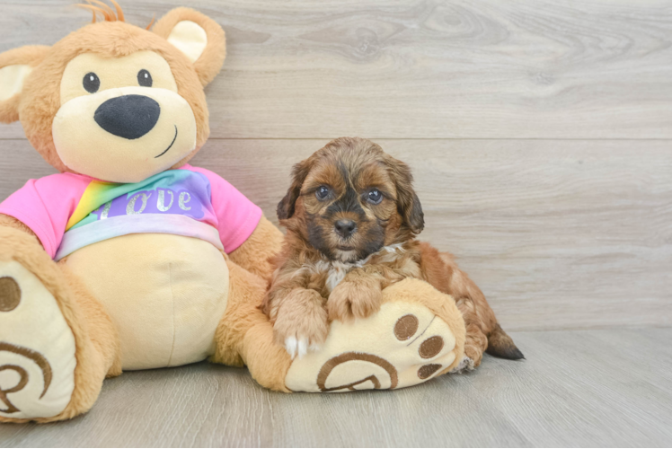 Shih Poo Puppy for Adoption