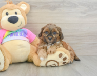 8 week old Shih Poo Puppy For Sale - Lone Star Pups