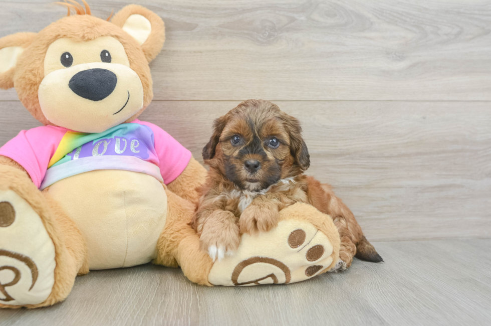 5 week old Shih Poo Puppy For Sale - Lone Star Pups