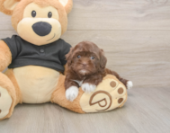 6 week old Shih Poo Puppy For Sale - Lone Star Pups