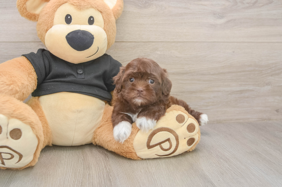 6 week old Shih Poo Puppy For Sale - Lone Star Pups