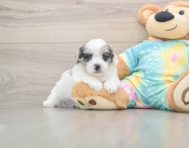 7 week old Shih Poo Puppy For Sale - Lone Star Pups