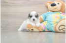 Shih Poo Puppy for Adoption