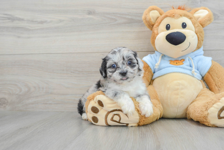 Energetic Shihpoo Poodle Mix Puppy