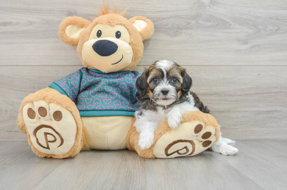 6 week old Shih Poo Puppy For Sale - Lone Star Pups