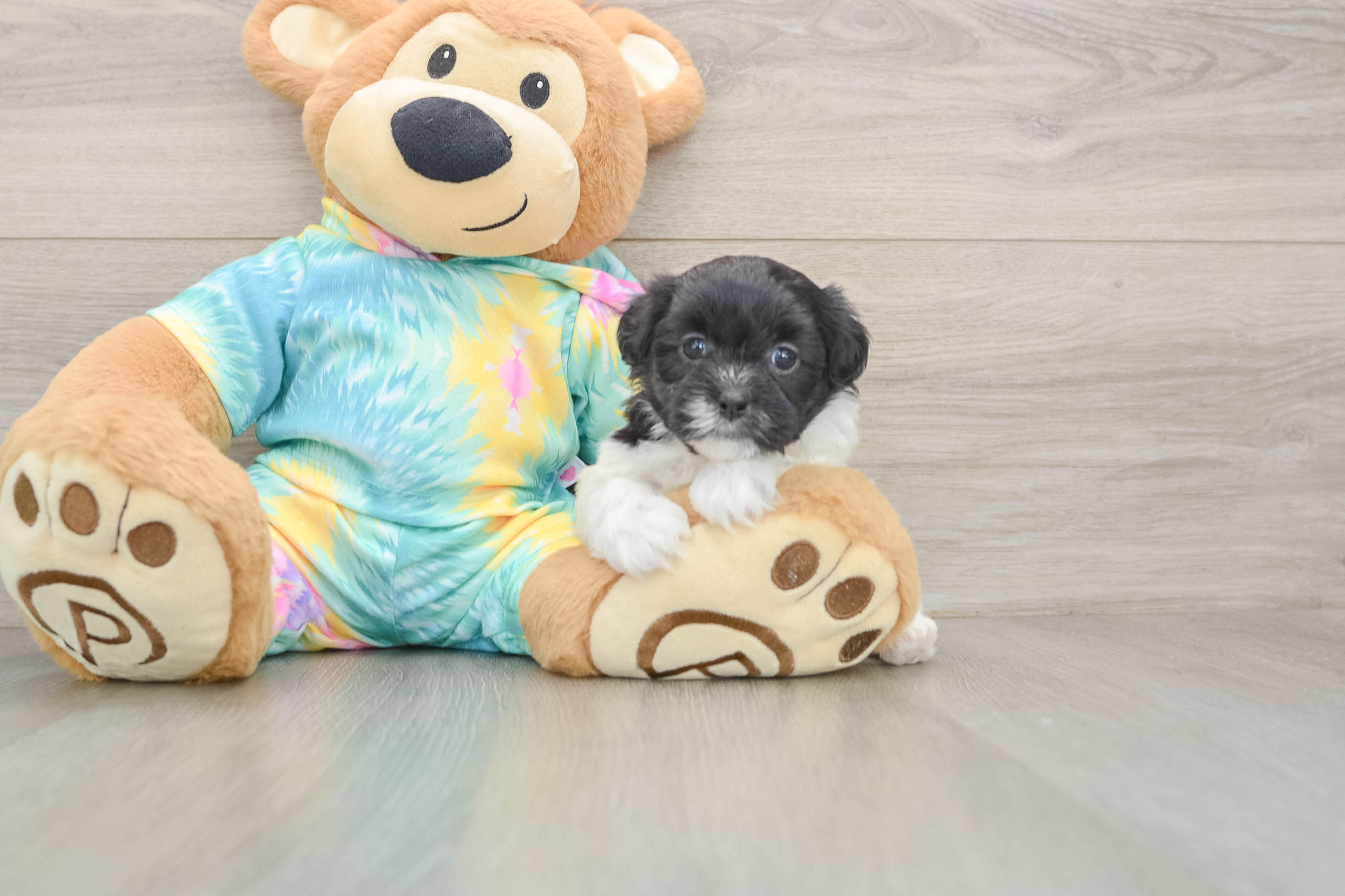Small Shih Poo Baby