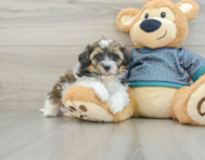 8 week old Shih Poo Puppy For Sale - Lone Star Pups