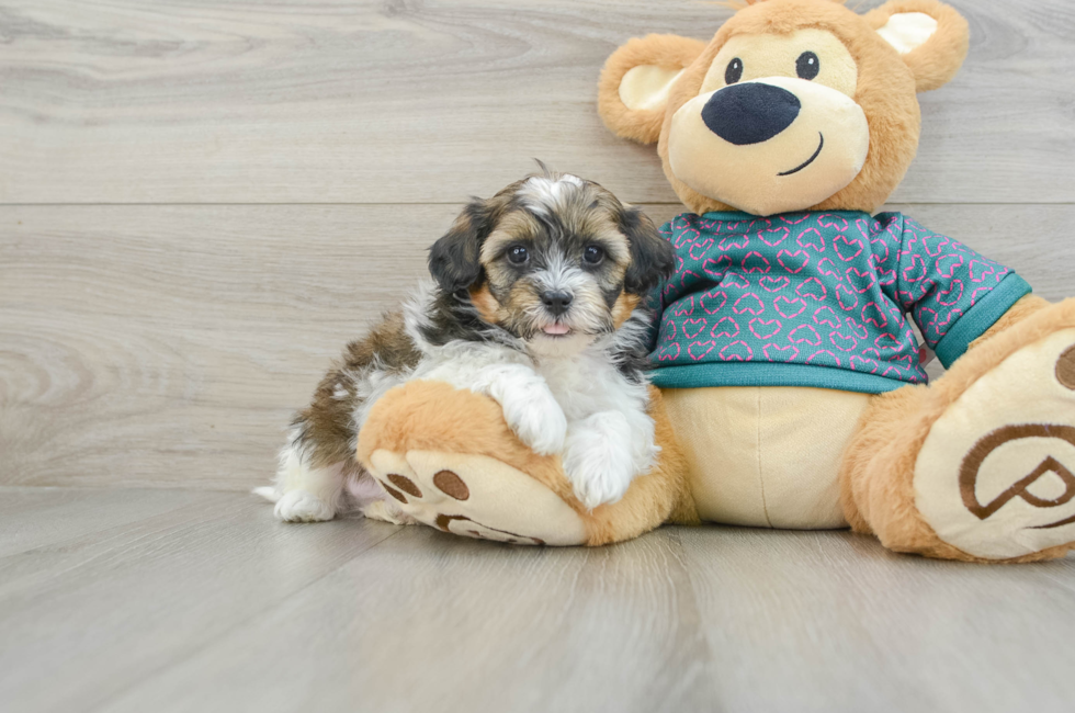 6 week old Shih Poo Puppy For Sale - Lone Star Pups