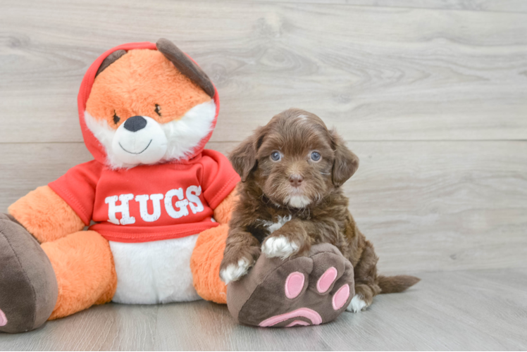 Shih Poo Puppy for Adoption