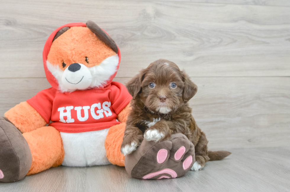 6 week old Shih Poo Puppy For Sale - Lone Star Pups