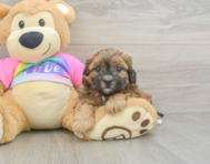 8 week old Shih Poo Puppy For Sale - Lone Star Pups