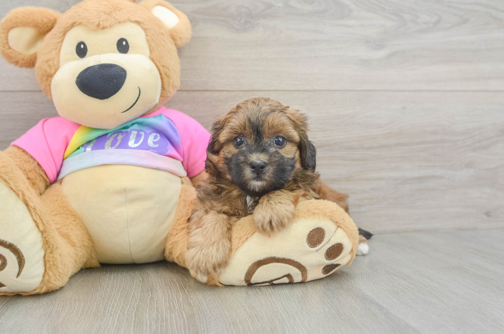 5 week old Shih Poo Puppy For Sale - Lone Star Pups