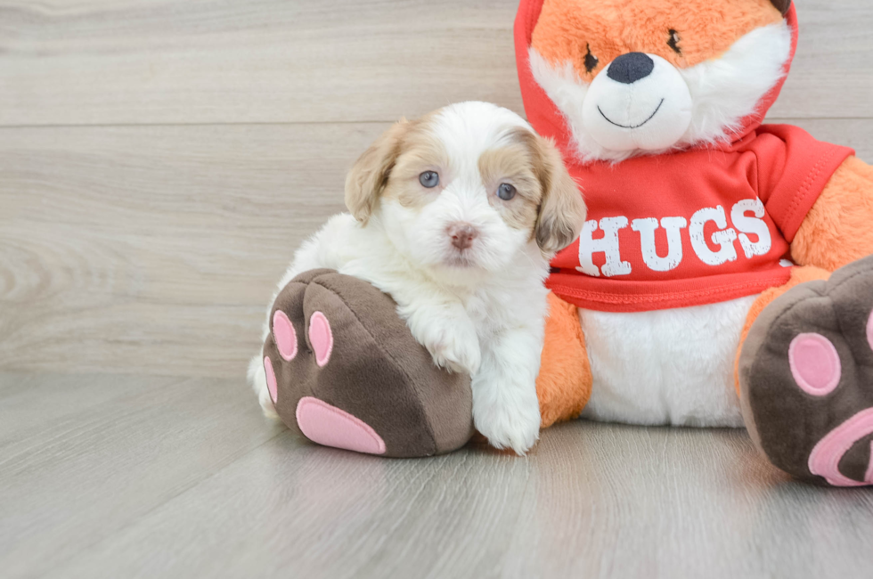 6 week old Shih Poo Puppy For Sale - Lone Star Pups