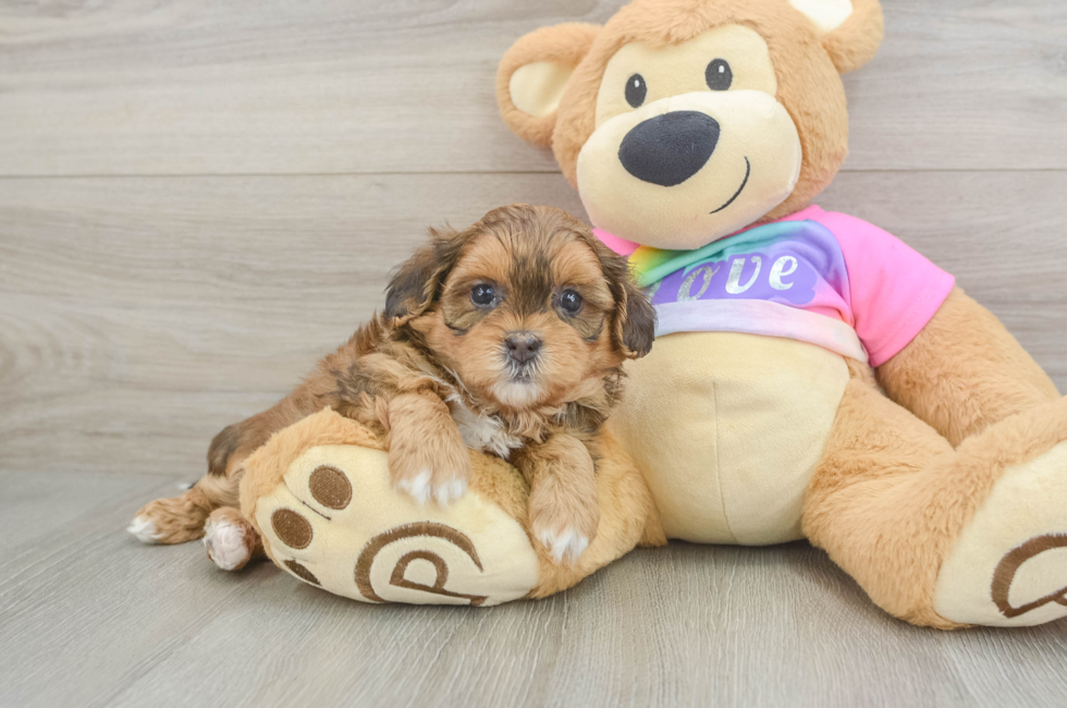 5 week old Shih Poo Puppy For Sale - Lone Star Pups