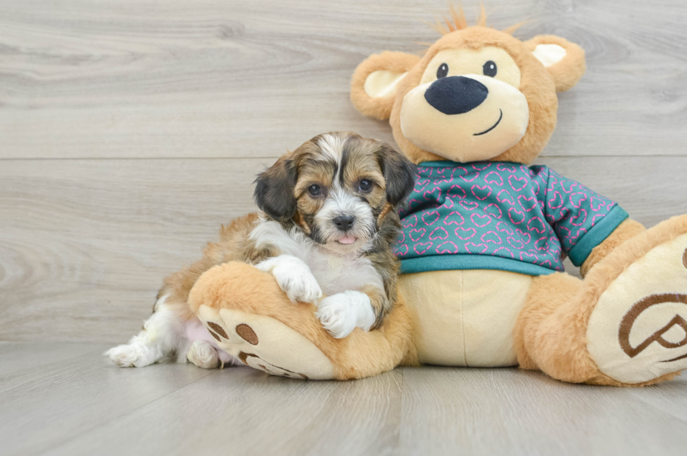 6 week old Shih Poo Puppy For Sale - Lone Star Pups