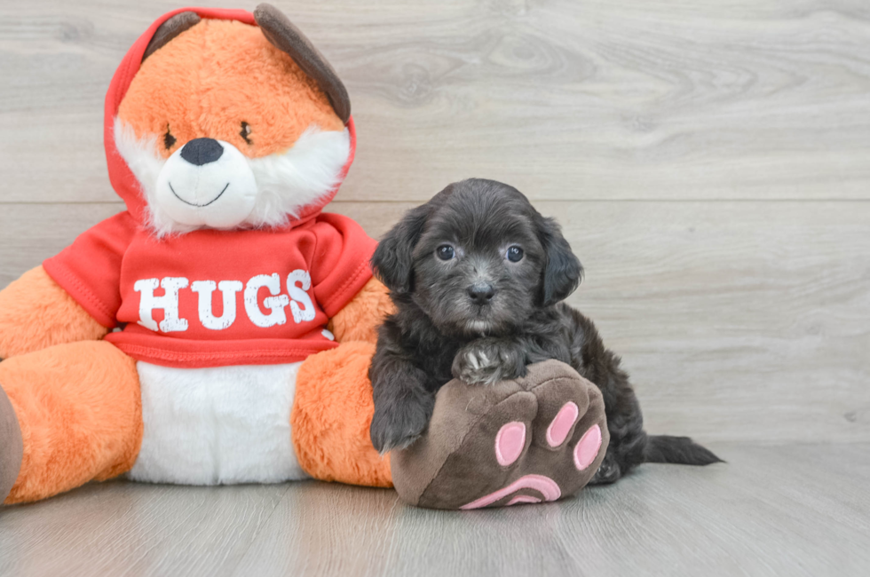 6 week old Shih Poo Puppy For Sale - Lone Star Pups