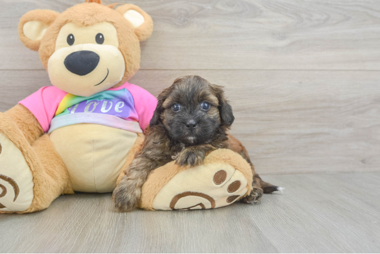 Hypoallergenic Shih Poo Poodle Mix Puppy
