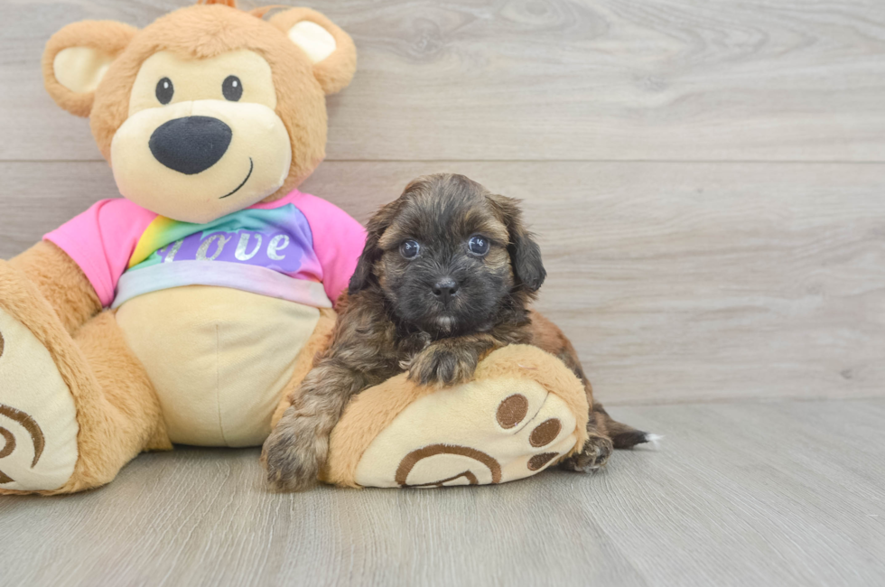 5 week old Shih Poo Puppy For Sale - Lone Star Pups