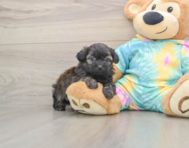 6 week old Shih Poo Puppy For Sale - Lone Star Pups