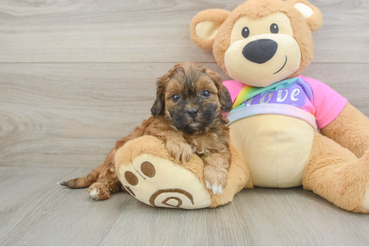 Shih Poo Puppy for Adoption