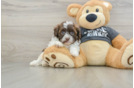 Small Shih Poo Baby