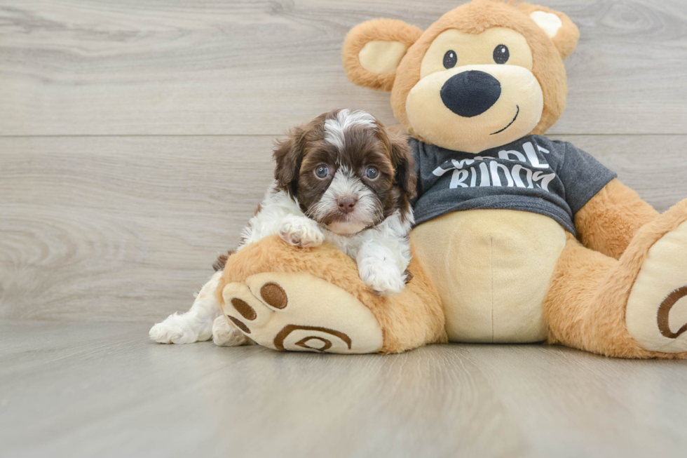 Small Shih Poo Baby