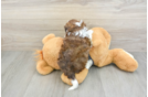 Shih Poo Puppy for Adoption
