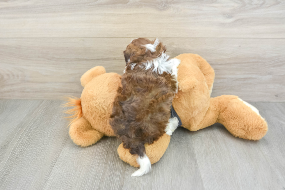 Shih Poo Puppy for Adoption
