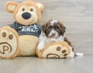 8 week old Shih Poo Puppy For Sale - Lone Star Pups