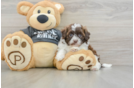 Cute Shih Poo Baby