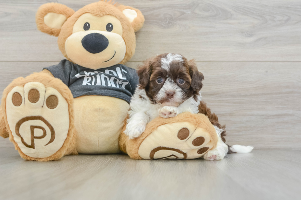 Cute Shih Poo Baby