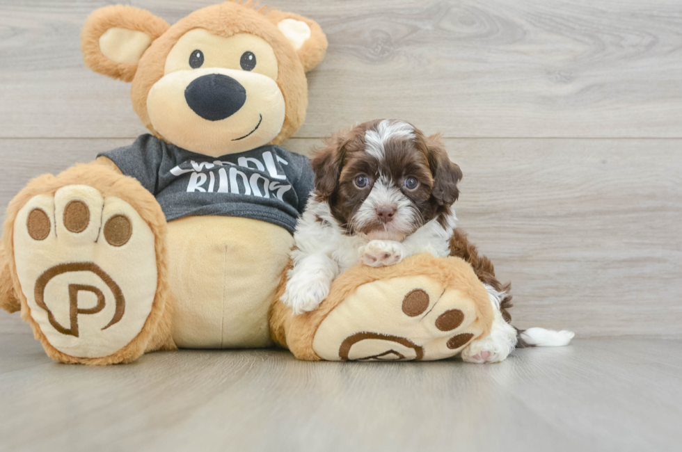 5 week old Shih Poo Puppy For Sale - Lone Star Pups