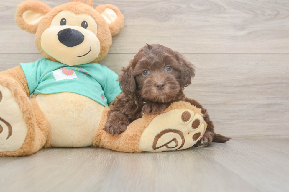 5 week old Shih Poo Puppy For Sale - Lone Star Pups