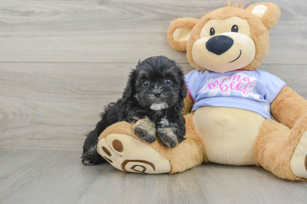 6 week old Shih Poo Puppy For Sale - Lone Star Pups