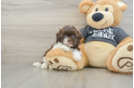 Cute Shih Poo Baby