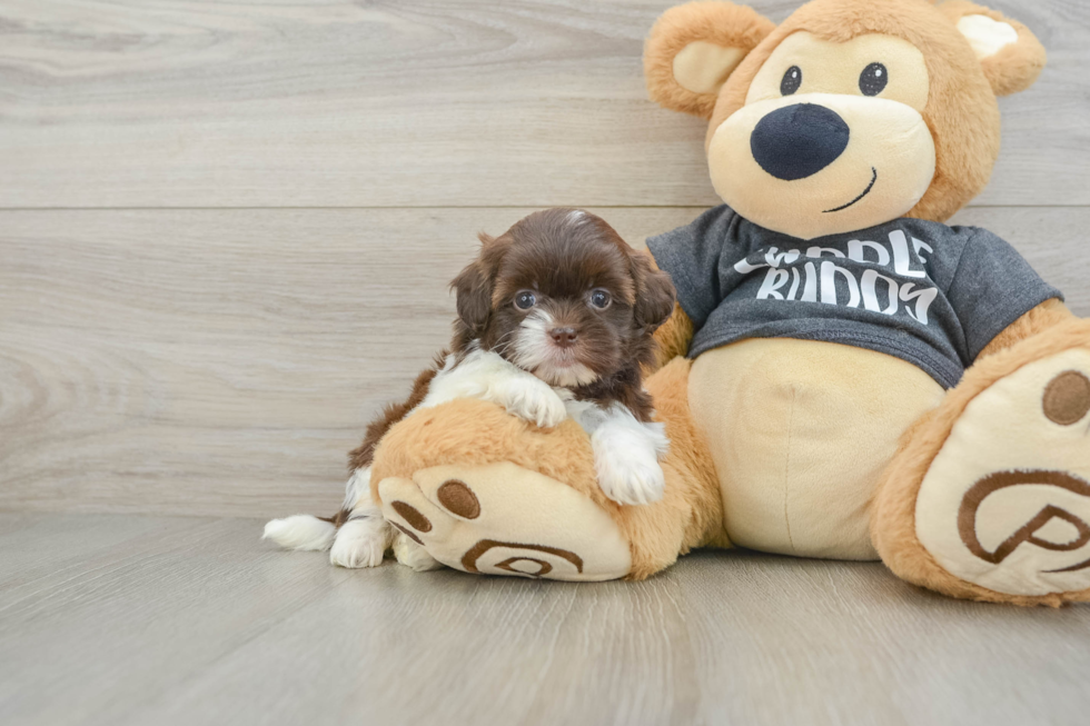 Cute Shih Poo Baby