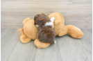 Best Shih Poo Baby