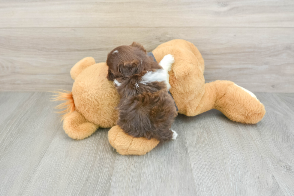 Best Shih Poo Baby