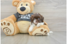 Best Shih Poo Baby