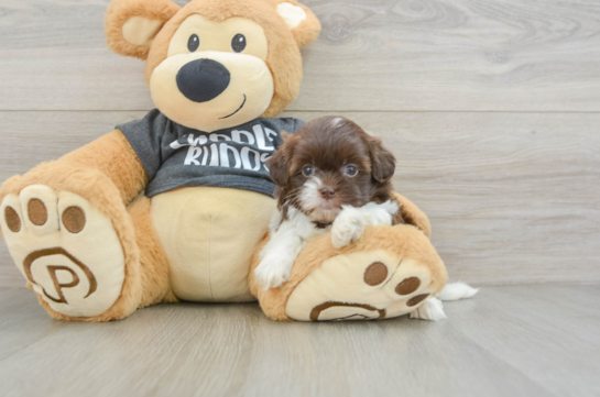 Best Shih Poo Baby