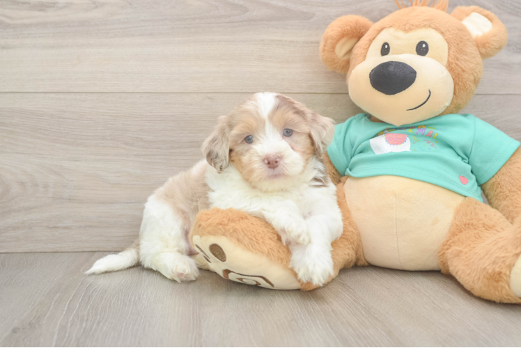 Petite Shih Poo Poodle Mix Pup