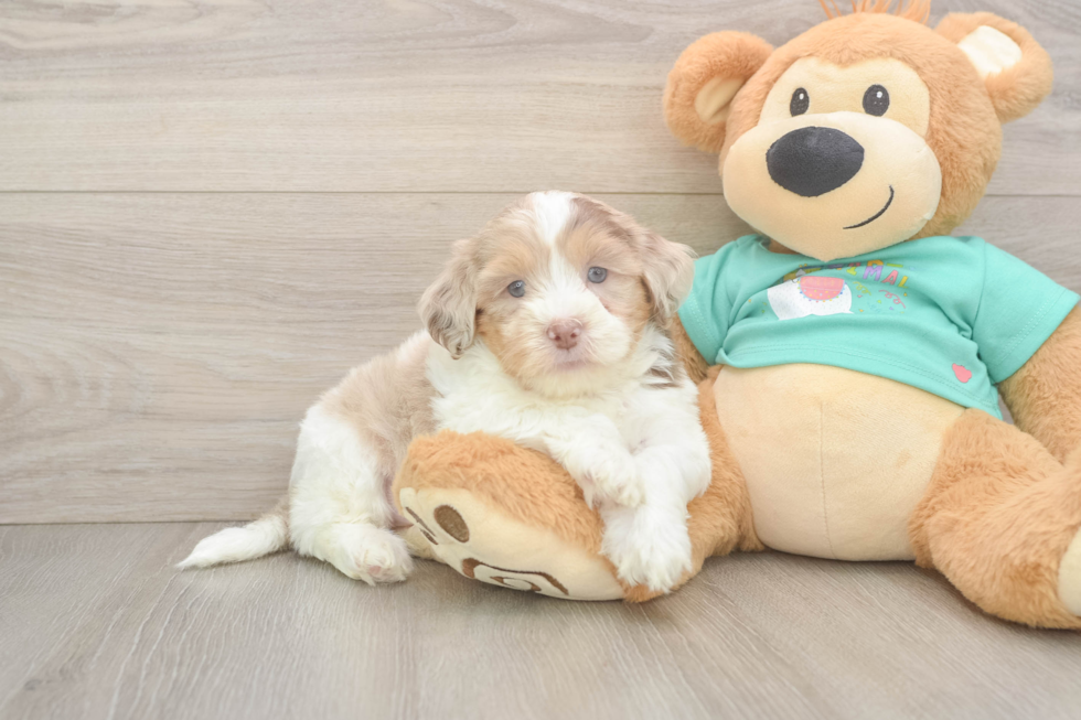 Petite Shih Poo Poodle Mix Pup