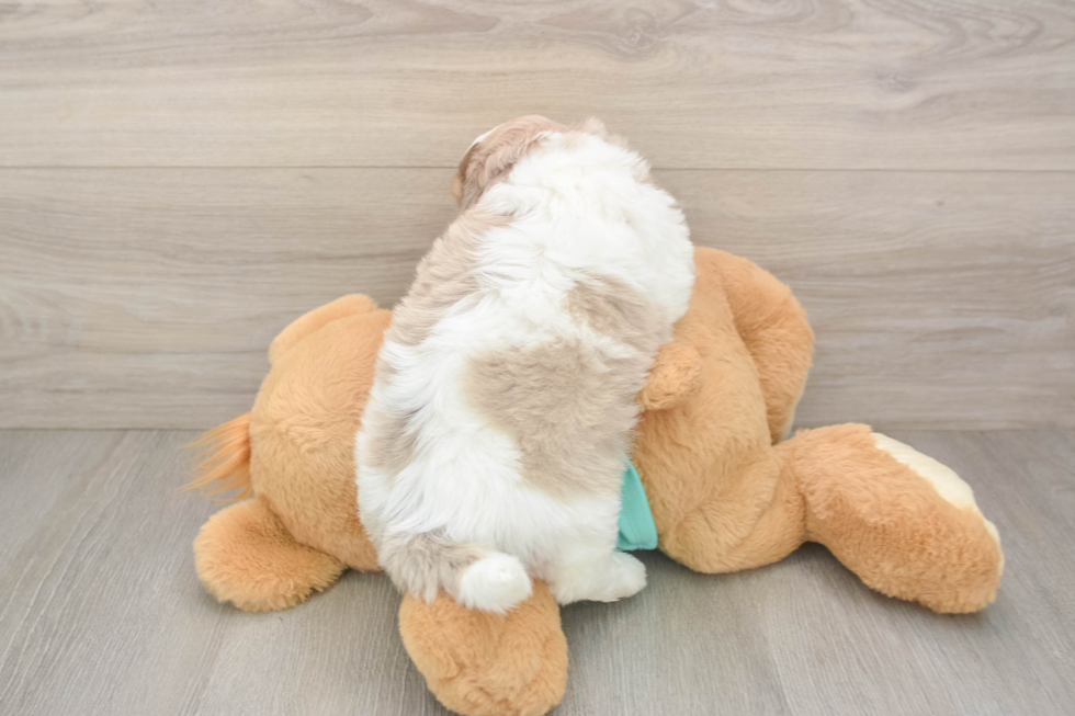 Little Shihpoo Poodle Mix Puppy