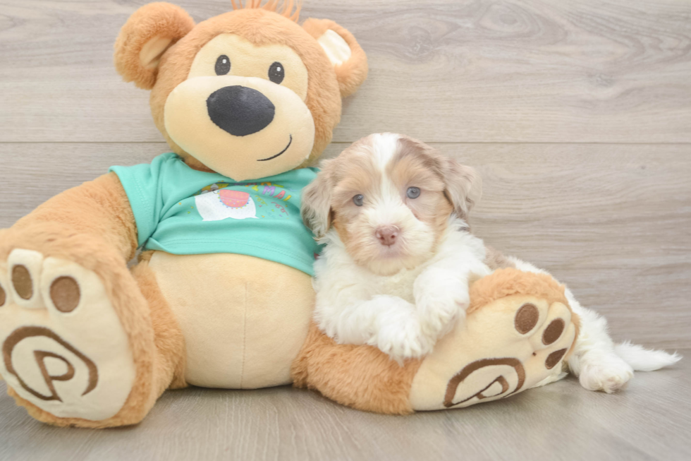 Shih Poo Pup Being Cute