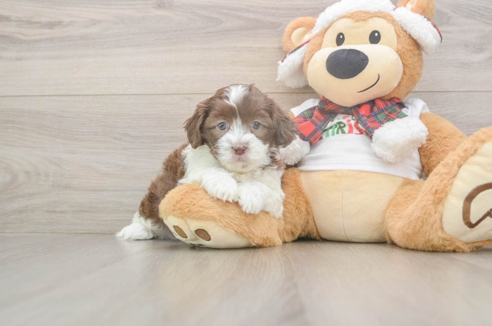 5 week old Shih Poo Puppy For Sale - Lone Star Pups